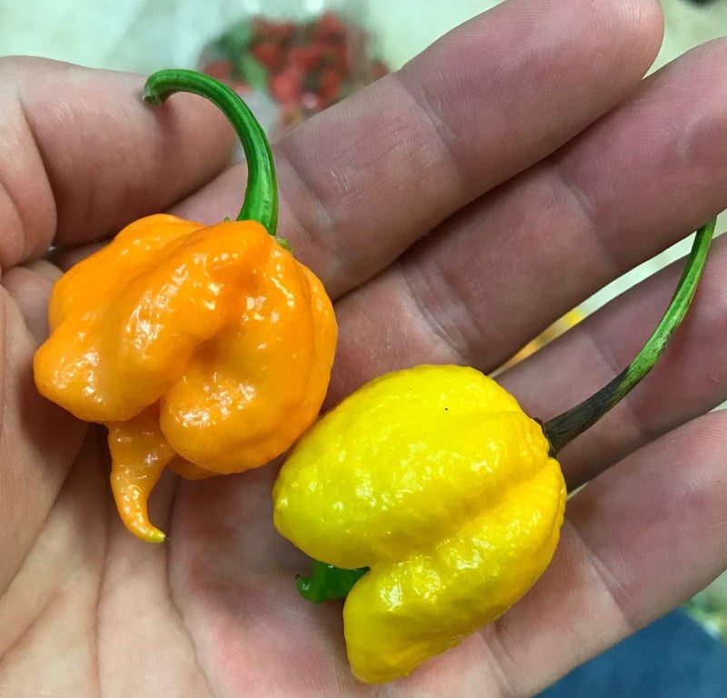 Carolina Reaper Pepper Seeds - World's Hottest, Premium Quality