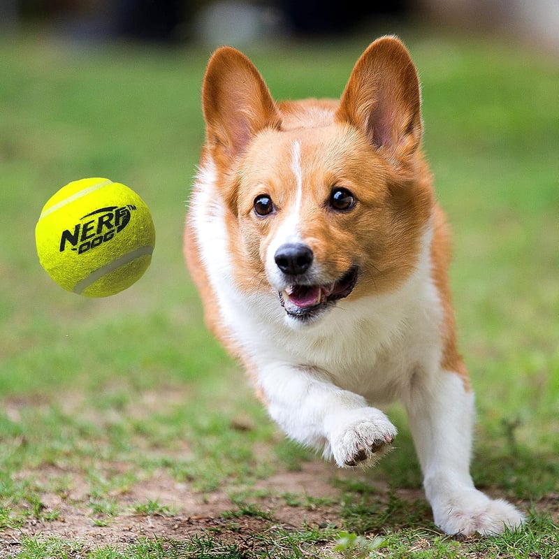 Dog Fetch Set with Ball Blaster & Squeak Tennis Balls, Orange