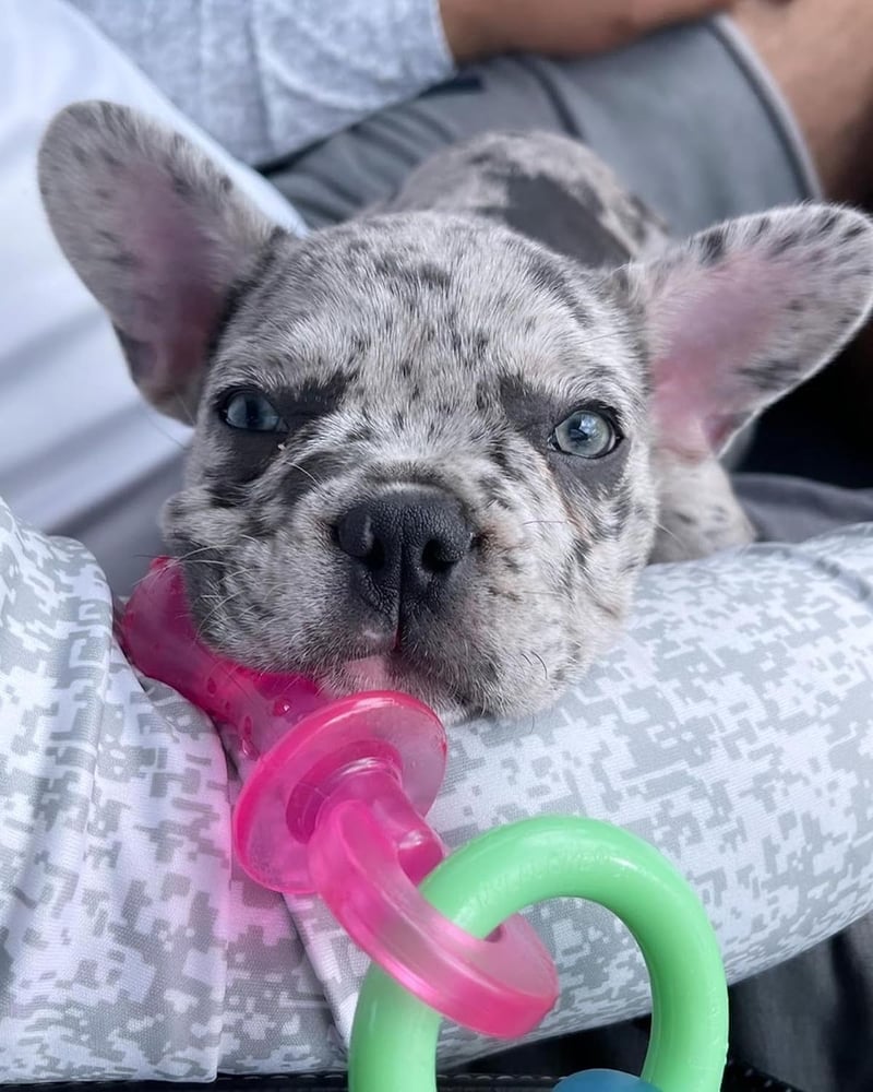 Puppy Teething Chew Toy, Bacon Flavor, Small, Up to 25 lbs