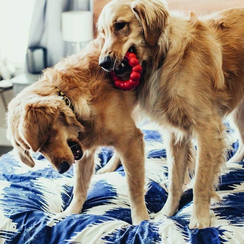 Dog Chew Toy - Natural Rubber Ring for Dental Health