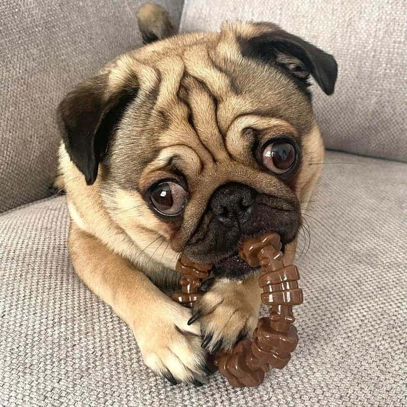 Aggressive Chewers Dog Toy – Textured Ring, Small Dogs