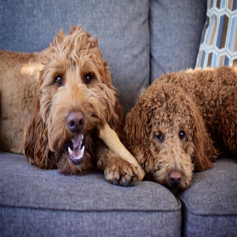 Dogwood Durable Chew Toy for Dogs, Real Wood, Small, USA-Made