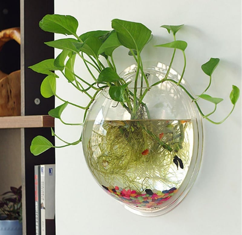 Wall-Mounted 1-Gallon Fish Tank with Clear Bubble Design