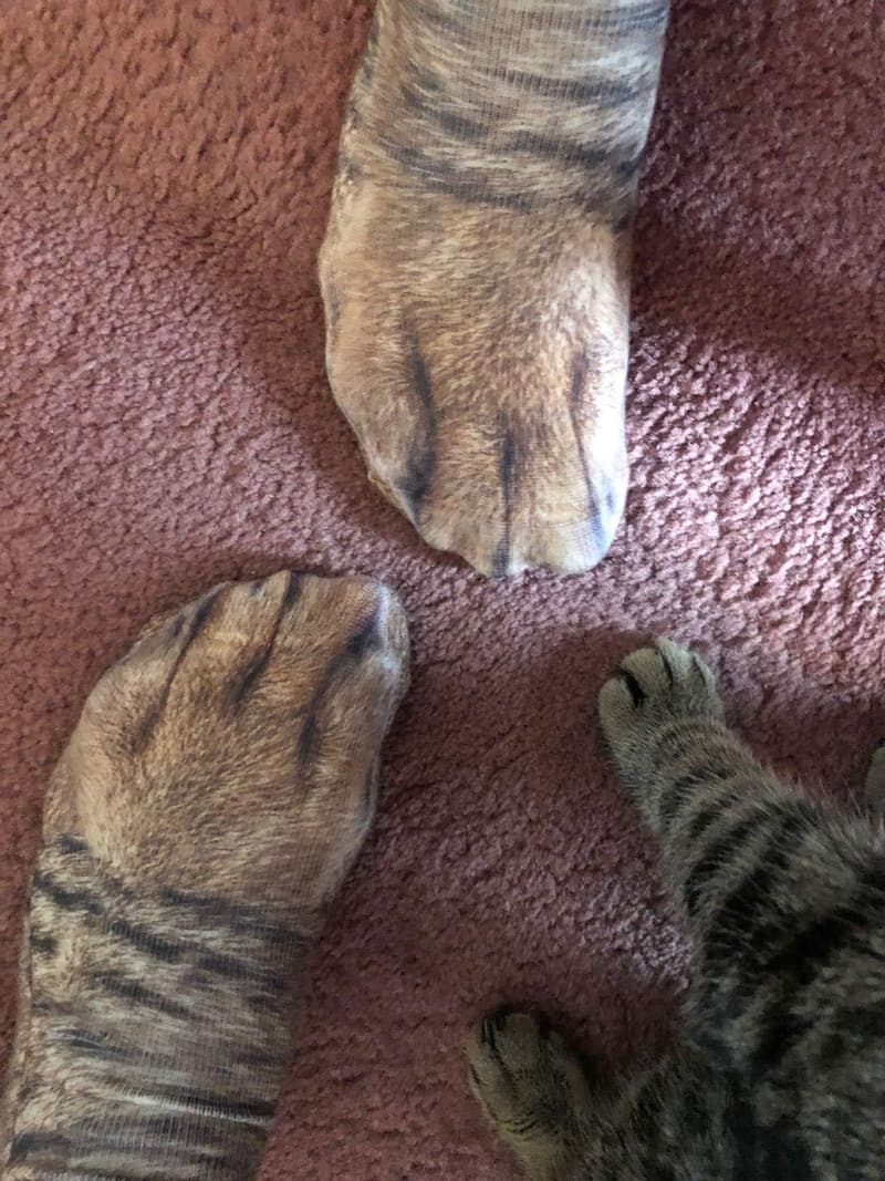 Easter White Elephant Funny Animal Paw Socks