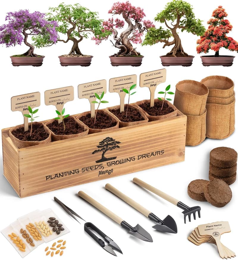 Unique Japanese Bonsai Tree Kit: Complete Indoor Starter