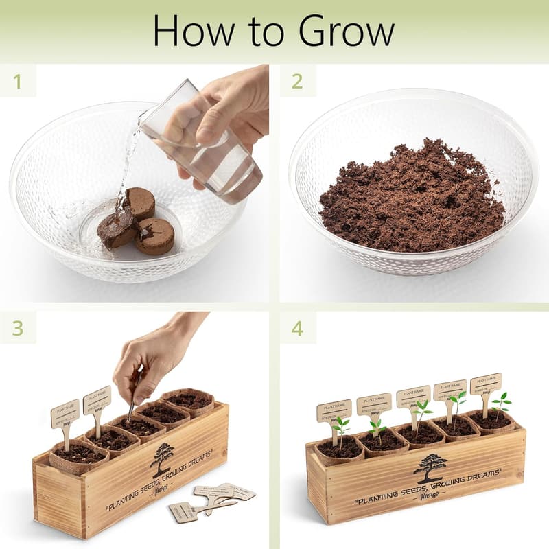 Unique Japanese Bonsai Tree Kit: Complete Indoor Starter