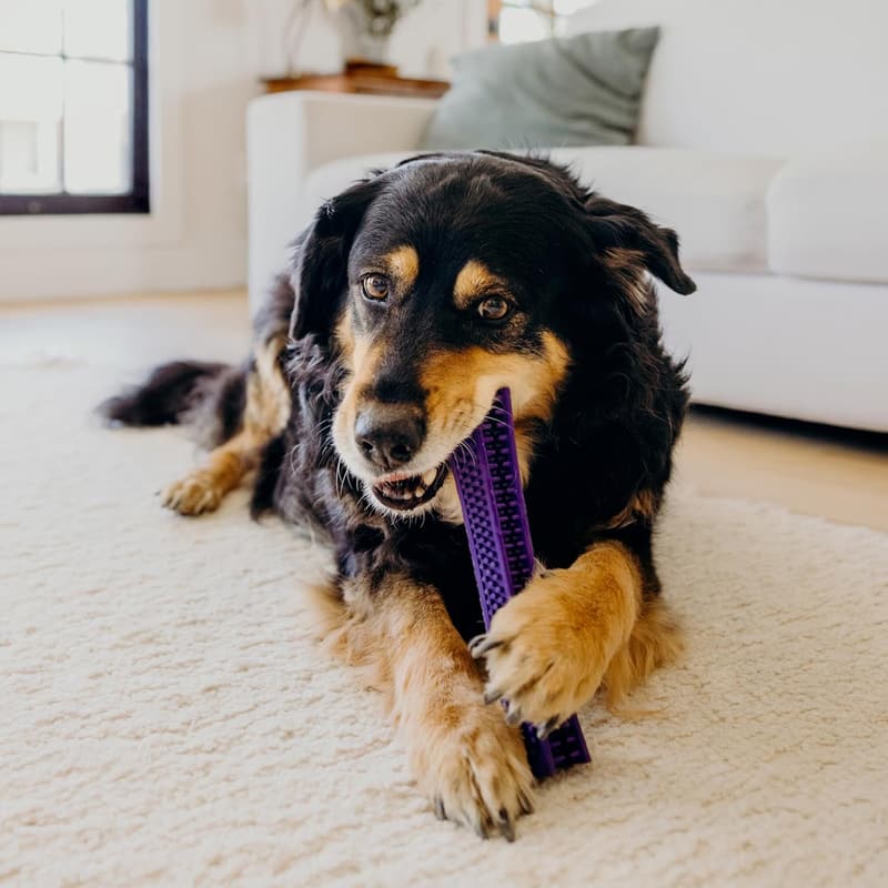 Senior Dog Chew Toy | All-Natural Pork Scented | Non-Toxic