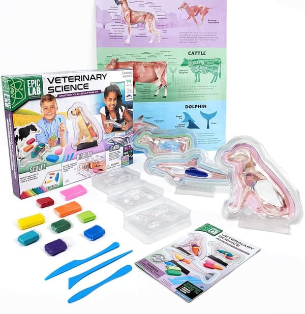 Animal Anatomy Science Kit for Kids 8+ with Modeling Clay