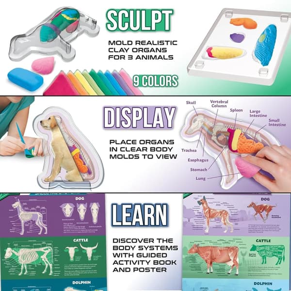 Animal Anatomy Science Kit for Kids 8+ with Modeling Clay