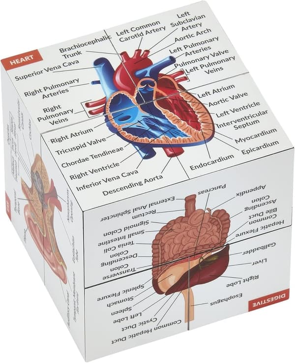 Human Anatomy Study Cube | 9-Part Model for Medical Students