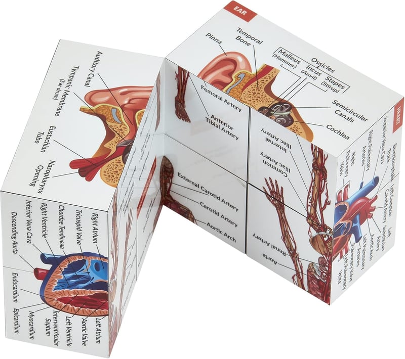 Human Anatomy Study Cube | 9-Part Model for Medical Students