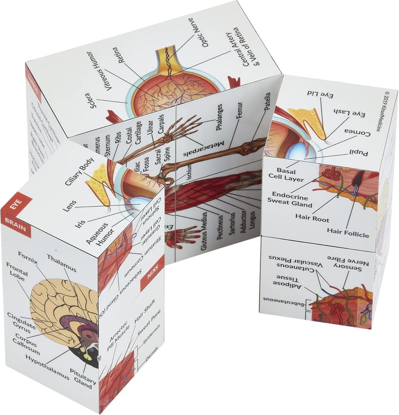 Human Anatomy Study Cube | 9-Part Model for Medical Students