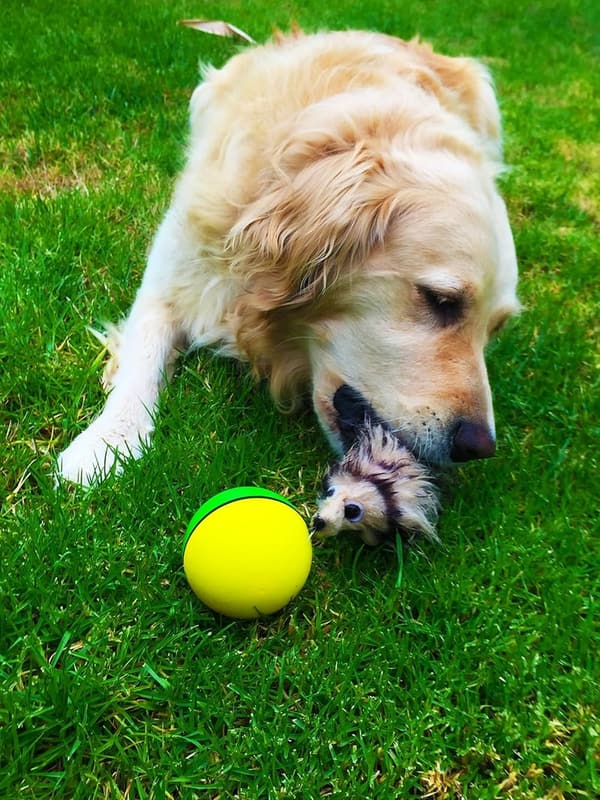 Interactive Motion Toy for Small Pets - Weasel Ball