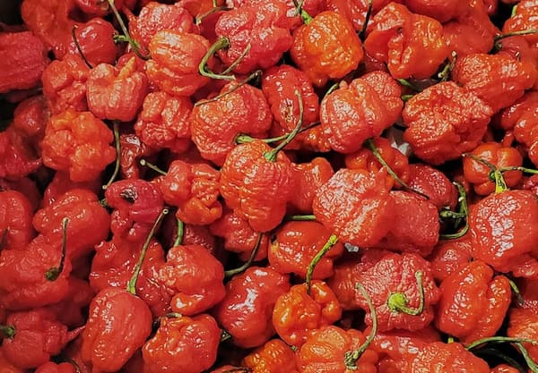 Dried Peppers - Dragons Breath Variety
