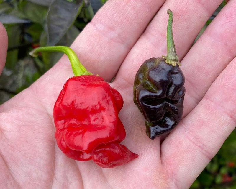 Dragon's Breath Pink Tiger Chile Pepper Premium Seeds Pack