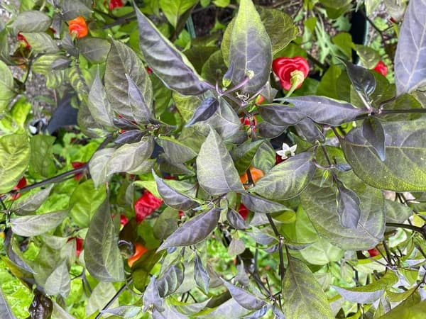 Dragon's Breath Pink Tiger Chile Pepper Premium Seeds Pack