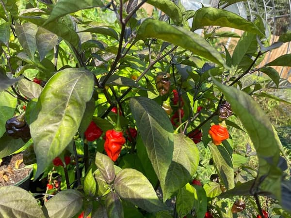 Dragon's Breath Pink Tiger Chile Pepper Premium Seeds Pack