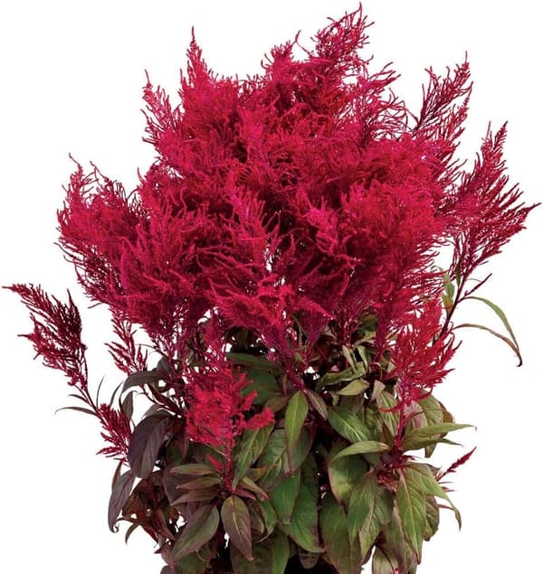 Dragon's Breath Celosia Flower Seeds - Easy to Grow, Pack of 10