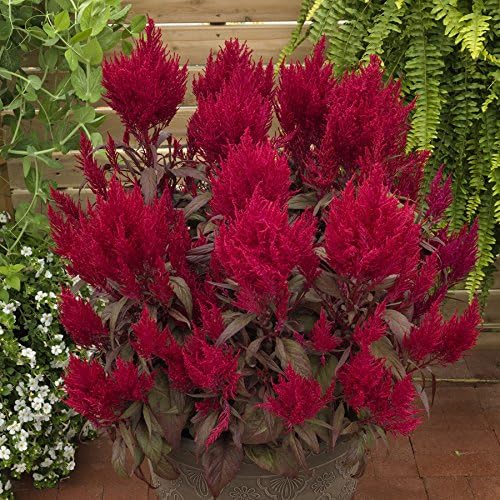 Dragon's Breath Celosia Flower Seeds - Easy to Grow, Pack of 10