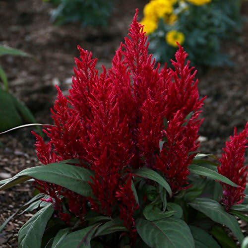 Dragon's Breath Celosia Flower Seeds - Easy to Grow, Pack of 10