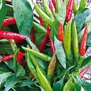Thai Dragon F1 Pepper Seeds – 10+ Premium Non-GMO Seeds