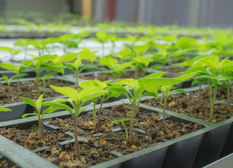 Thai Dragon F1 Pepper Seeds – 10+ Premium Non-GMO Seeds