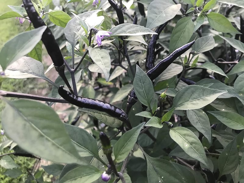Premium Black Thai Dragon Chili Pepper Seeds for Planting
