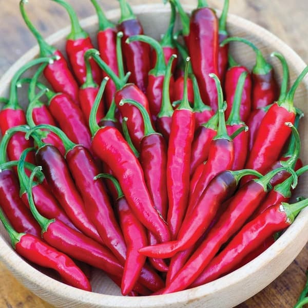 Dragon Cayenne Hot Pepper Seeds - 25 Pack