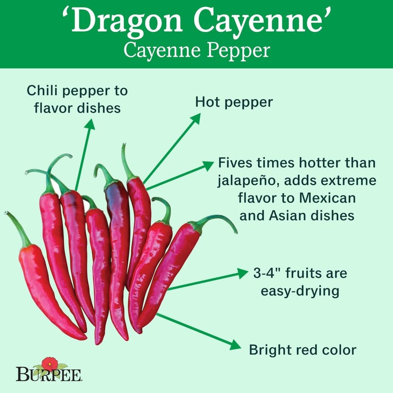 Dragon Cayenne Hot Pepper Seeds - 25 Pack