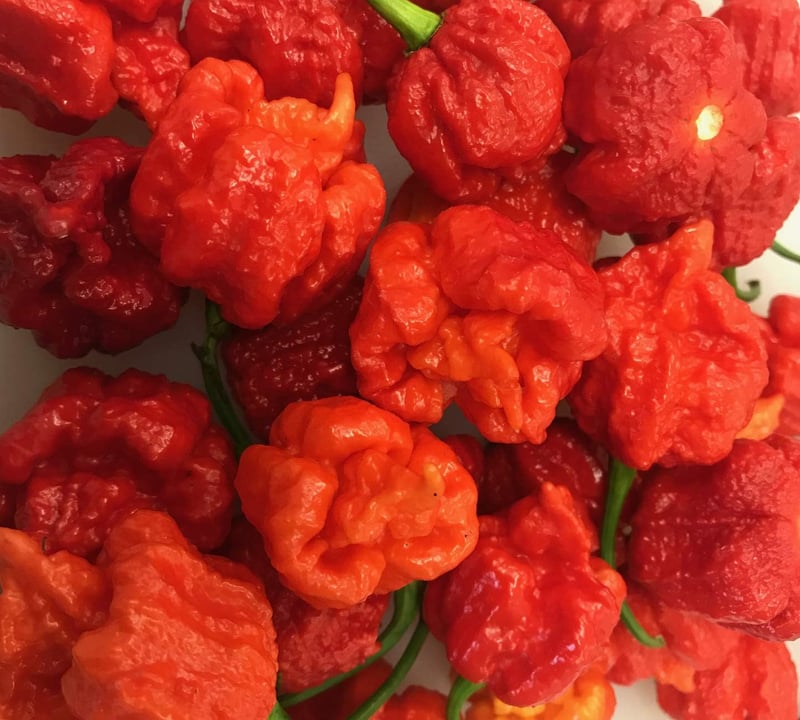Hurt Berry Pepper Seeds - Record Hottest Varieties for Planting