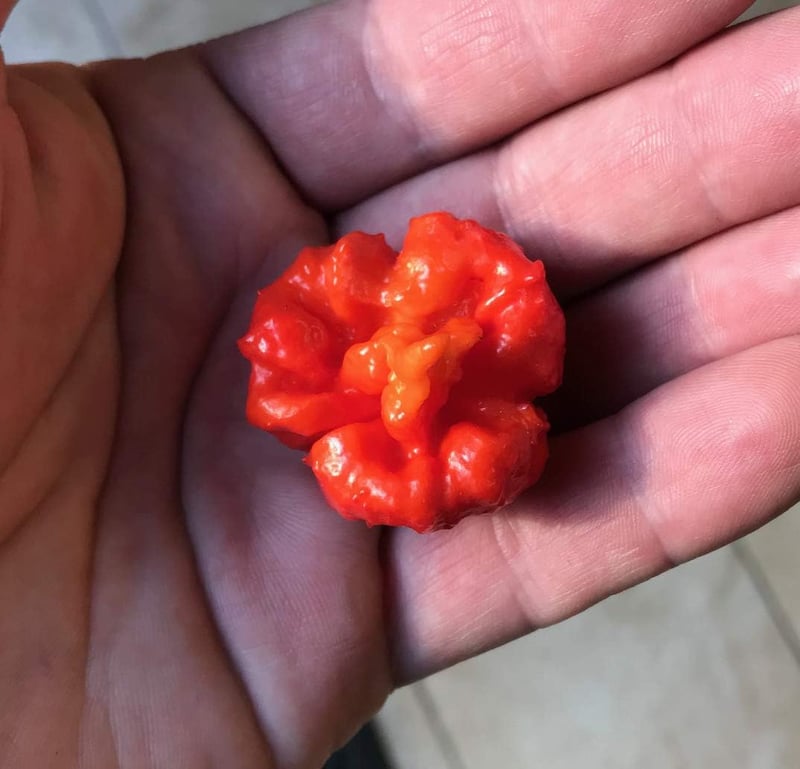 Hurt Berry Pepper Seeds - Record Hottest Varieties for Planting