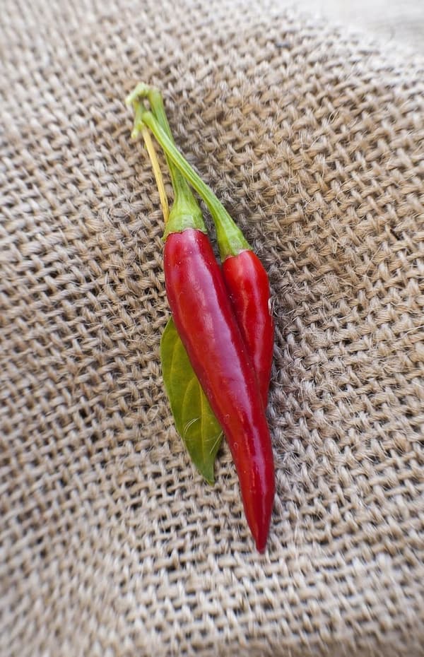 Thai Dragon Heirloom Chili Pepper Seed Packet - Premium Quality