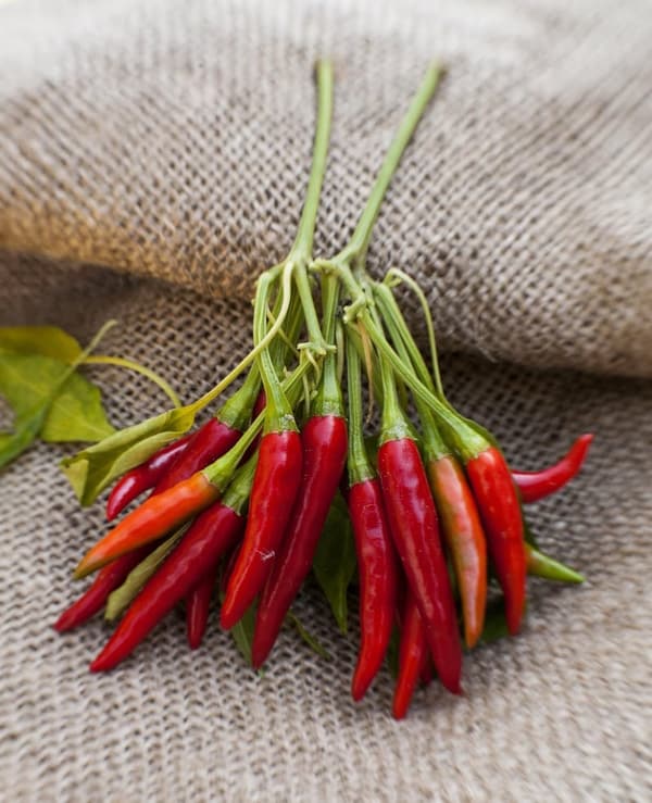 Thai Dragon Heirloom Chili Pepper Seed Packet - Premium Quality