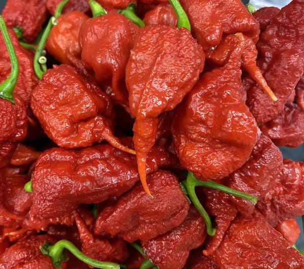 Chile Pepper Premium Seeds - Possibly the Hottest Variety