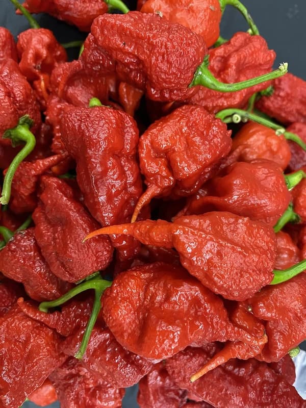 Chile Pepper Premium Seeds - Possibly the Hottest Variety