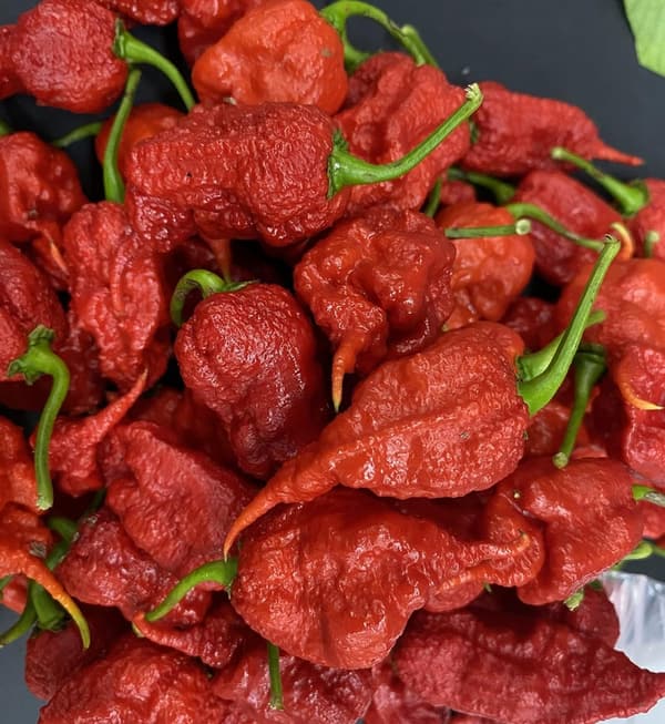 Chile Pepper Premium Seeds - Possibly the Hottest Variety