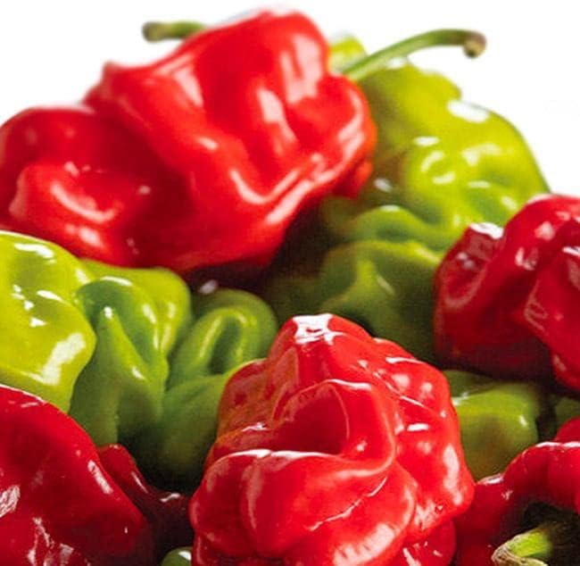 Dragon's Toe Hot Chili Pepper Seeds – 10+ USA Grown Pack