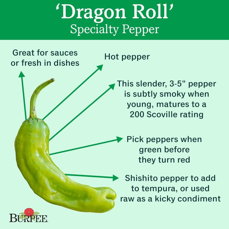 Hot Pepper Seeds - Burpee Dragon Roll (25 Seeds)