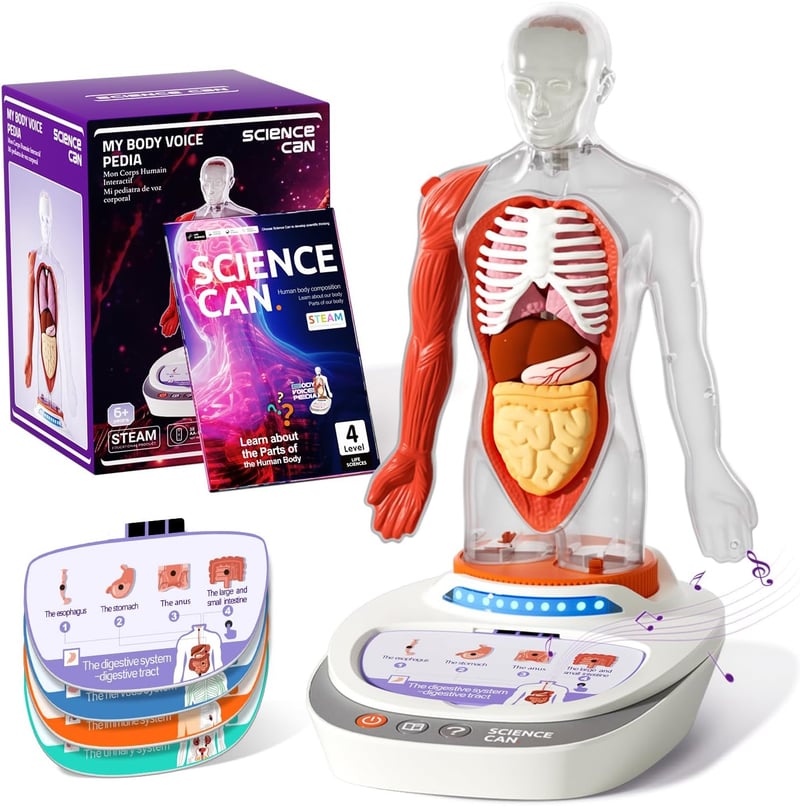 Interactive Human Body Model - 11
