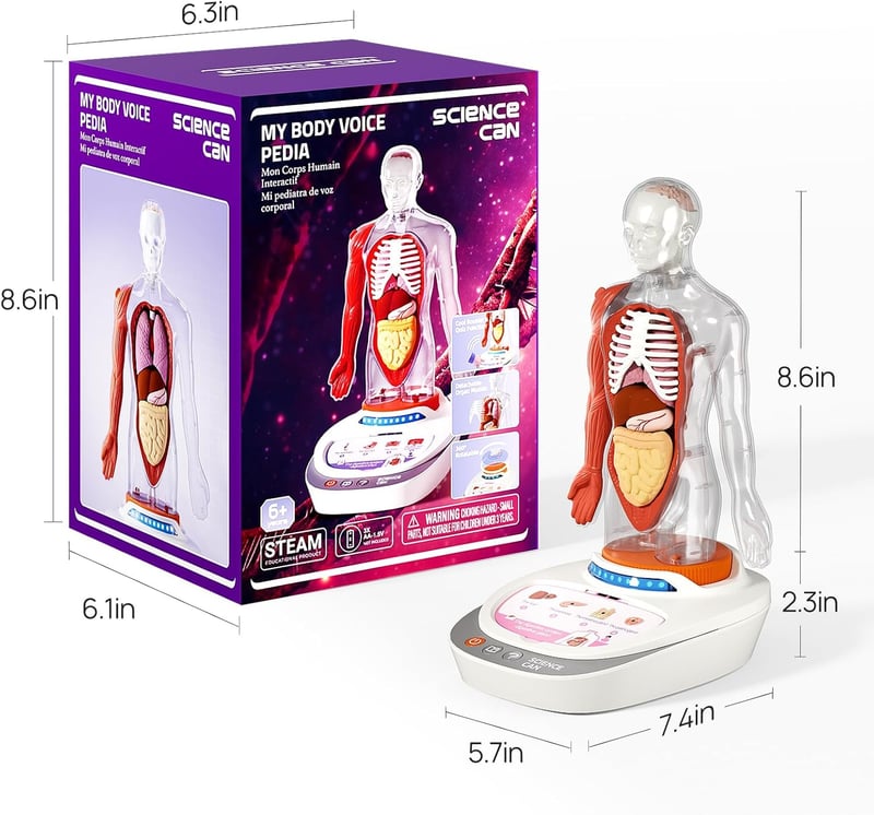 Interactive Human Body Model - 11