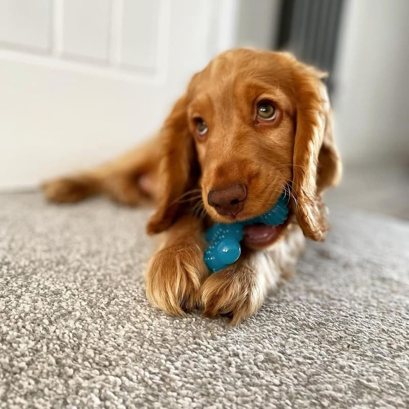X-Small Beef Flavor Chew Toy for Aggressive Puppies