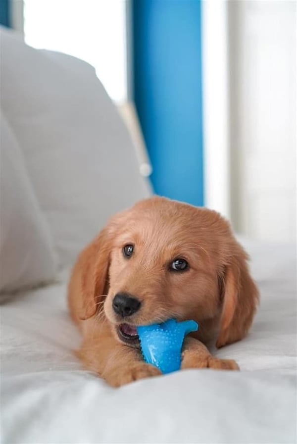 Dental Dinosaur Chew Toy for Puppies - Chicken Flavor, Small