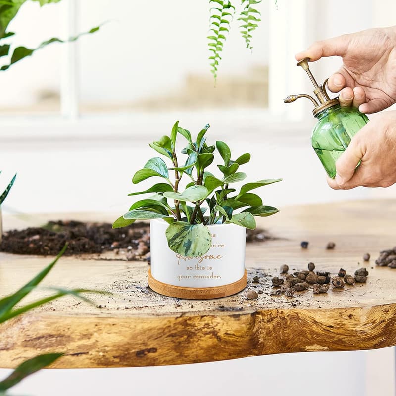 Employee Appreciation Ceramic Succulent Planter Set