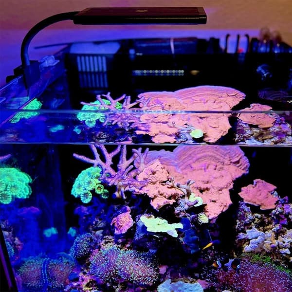 16W Nano LED Reef Light for Saltwater Aquariums with Dimming Features