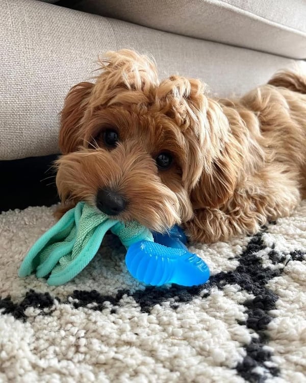 Puppy Teething Toy - Peanut Butter Flavor Freezer Bone