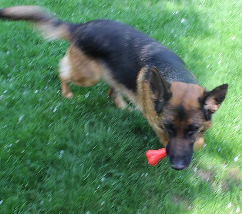 Natural Rubber Chew Toy Set for Small to Medium Dogs