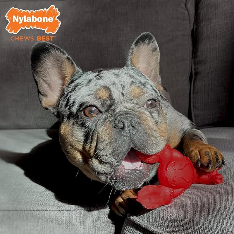 Filet Mignon Flavor Power Chew Toy for Small Dogs