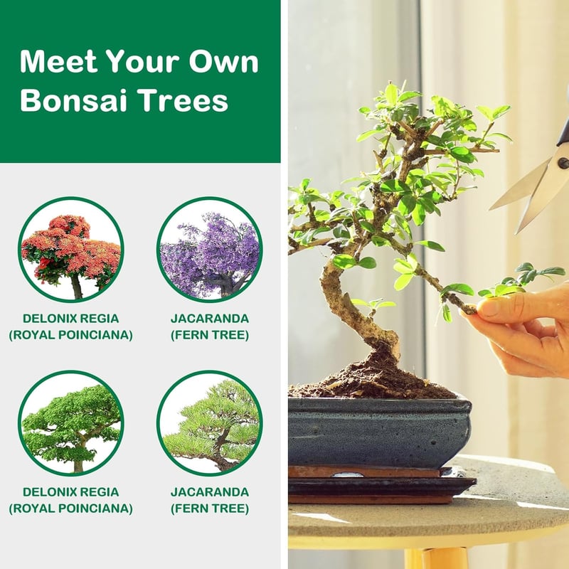 Bonsai Starter Kit with Tools for Unique DIY Gardening Gifts