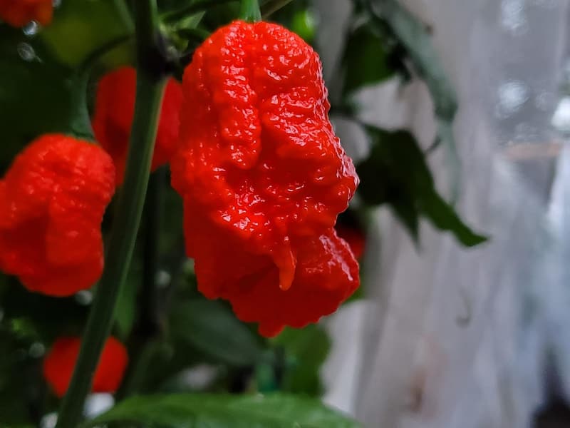Dragon's Breath Pepper Seeds - Hot Pepper Variety