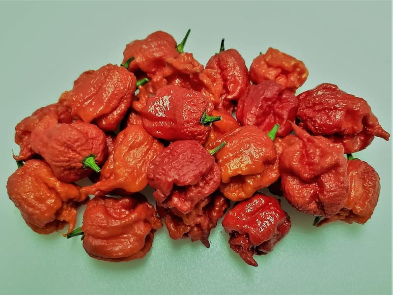 Dragon's Breath Chile Plant 6-Pack